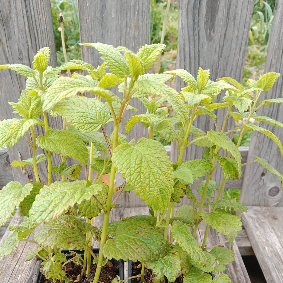Mélisse citronnelle