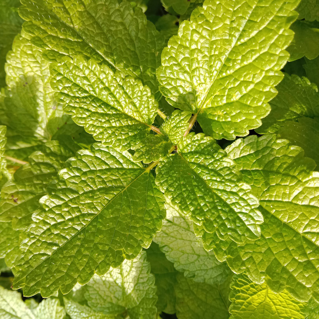 Mélisse citronnelle