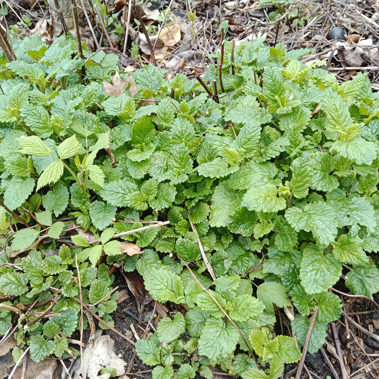 Mélisse citronnelle