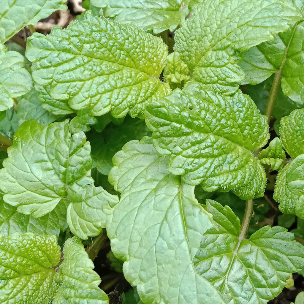 Mélisse citronnelle