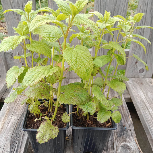 Mélisse citronnelle