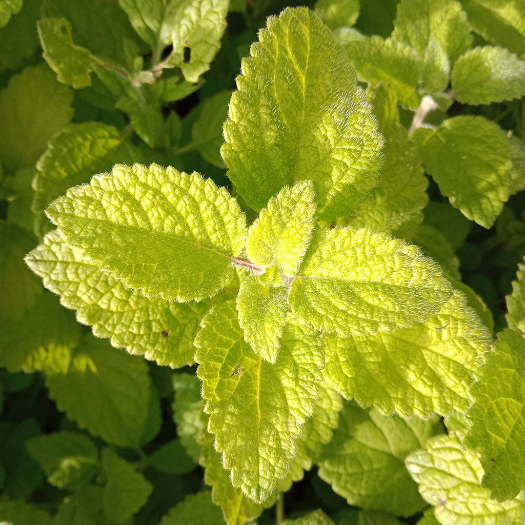 Mélisse mandarine