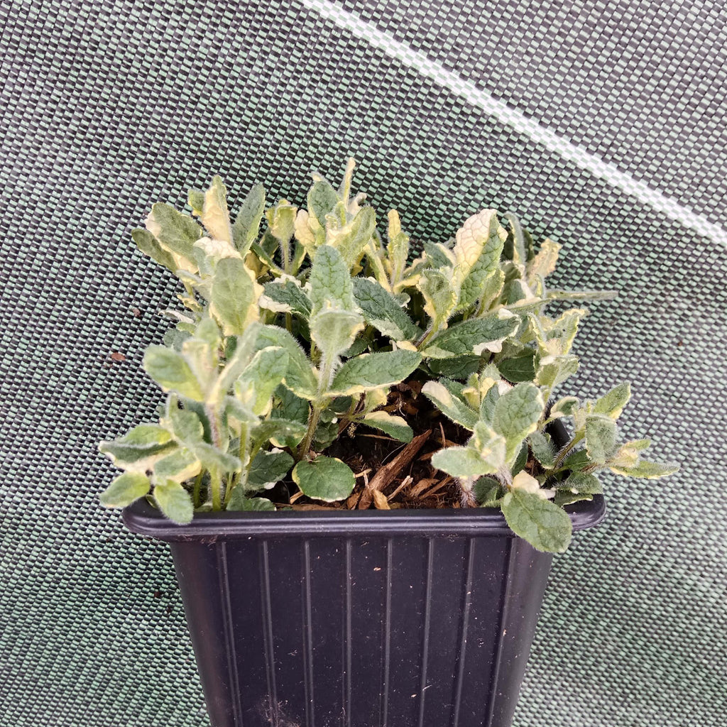 Menthe ananas