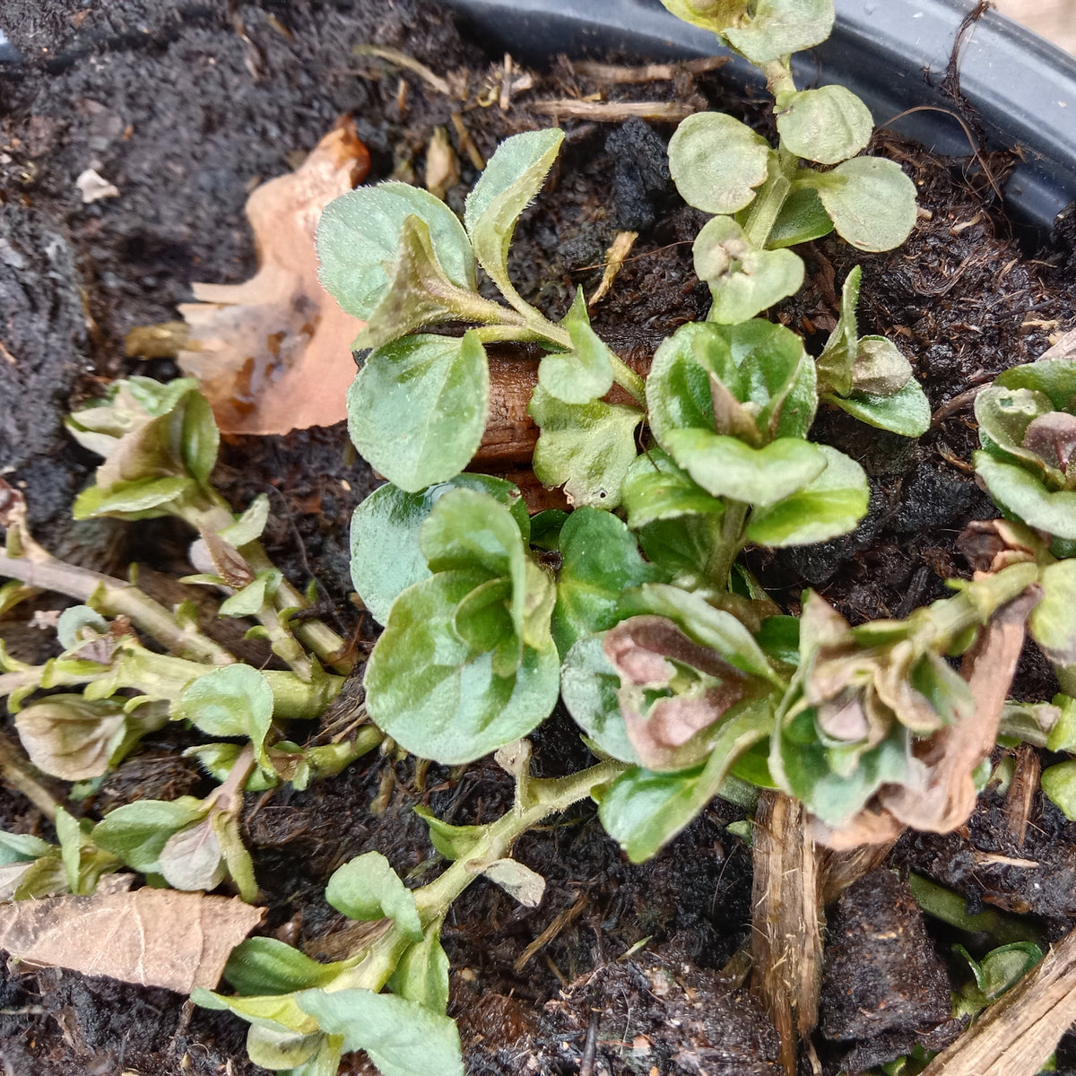 Menthe bergamote