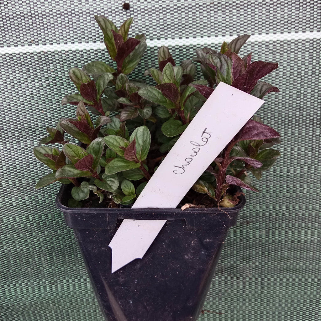 Menthe chocolat