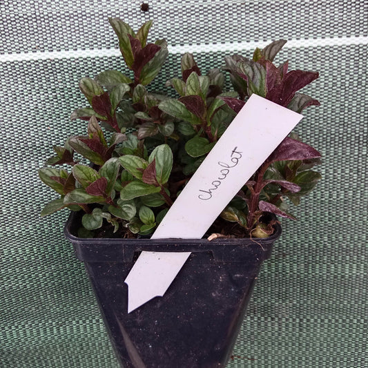 Menthe chocolat