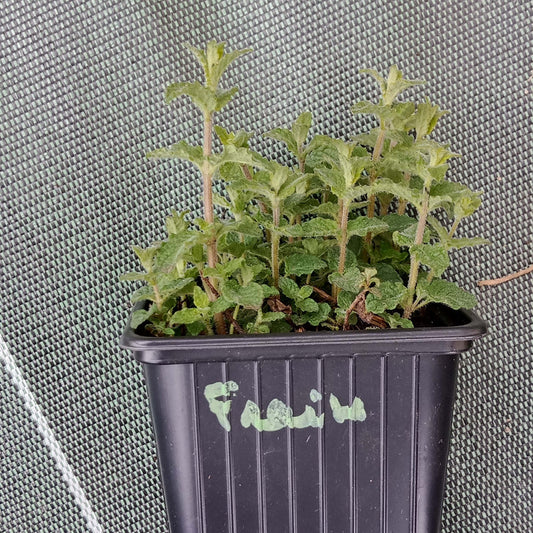 Menthe fraise