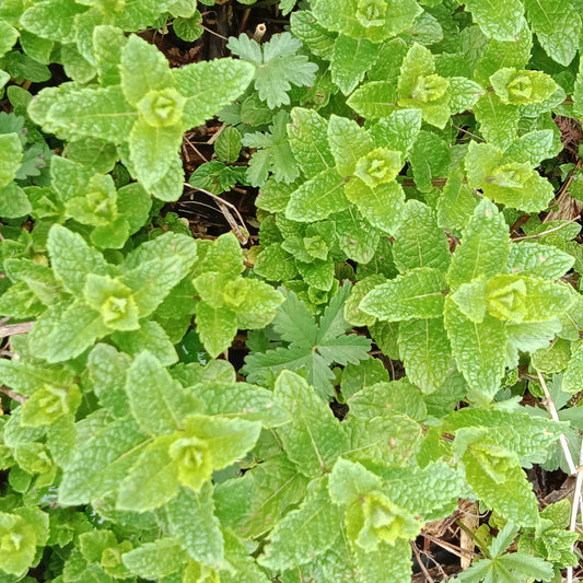 Menthe marocaine
