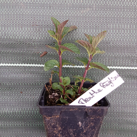 Menthe réglisse