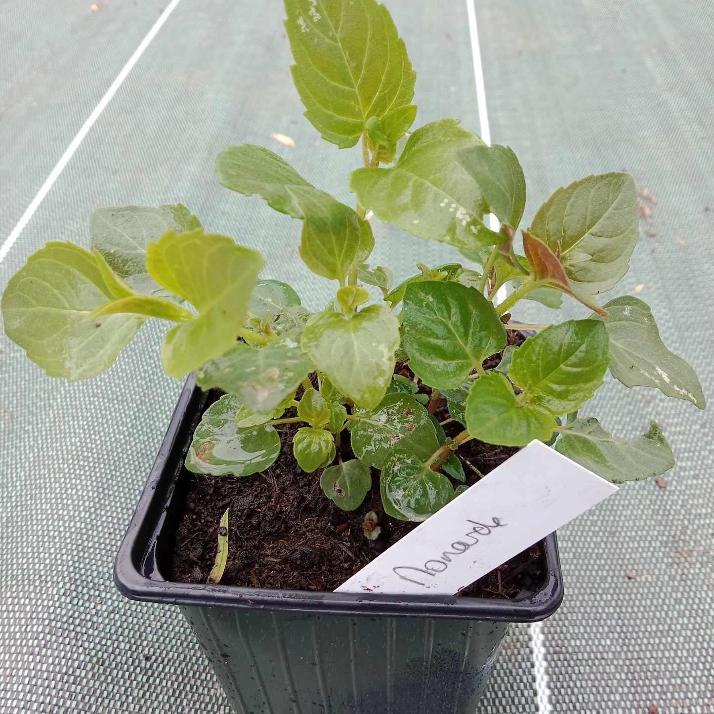 Monarde bergamote