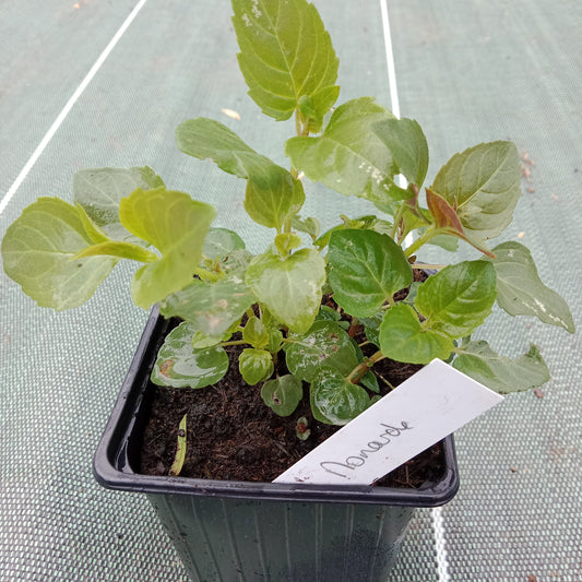 Monarde bergamote