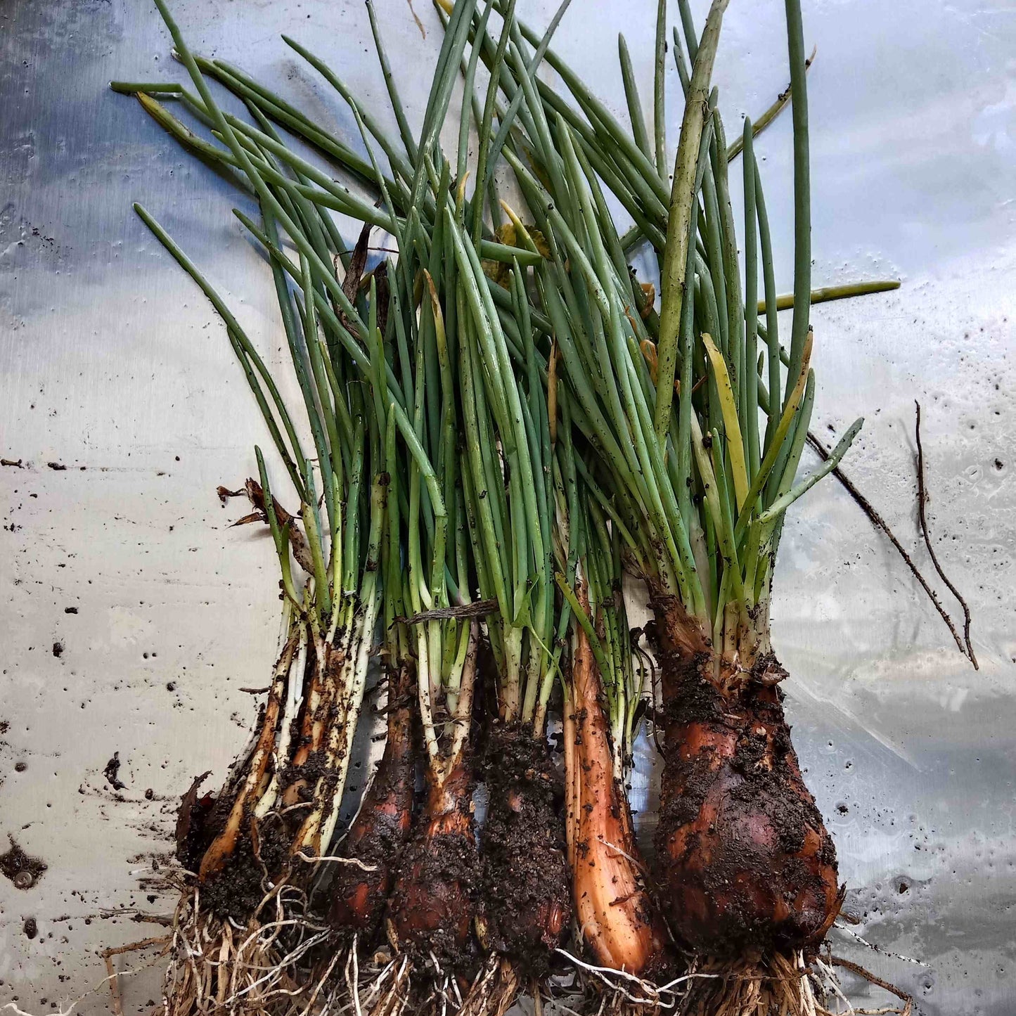 Oignon de la Saint Jean