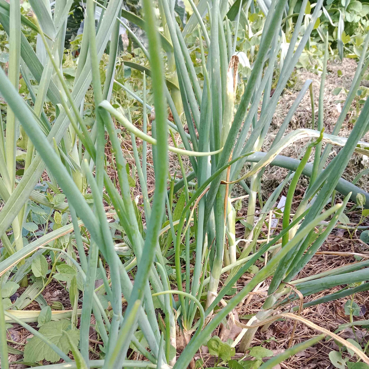 Oignon de la Saint Jean