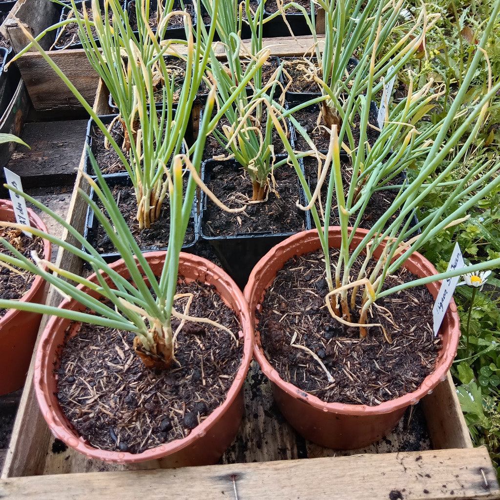 Oignon de la Saint Jean