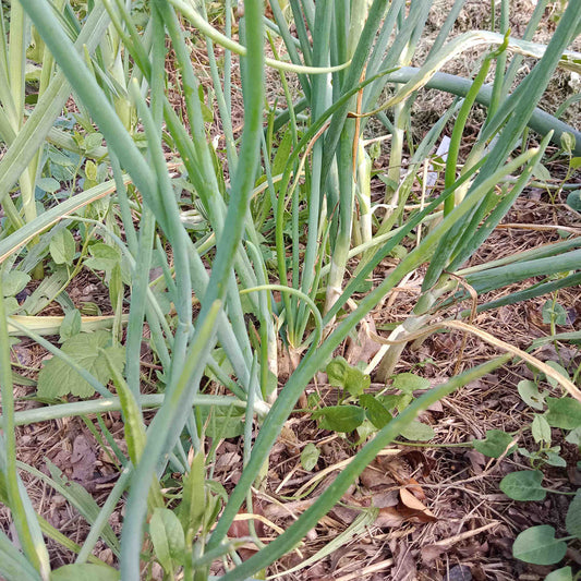 Oignon de la Saint Jean