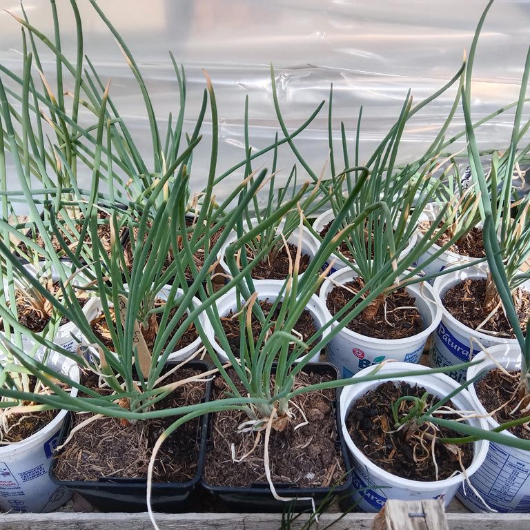 Oignon de la Saint Jean