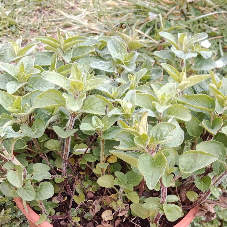 Origan marjolaine vivace