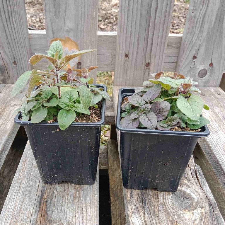 Origan marjolaine vivace