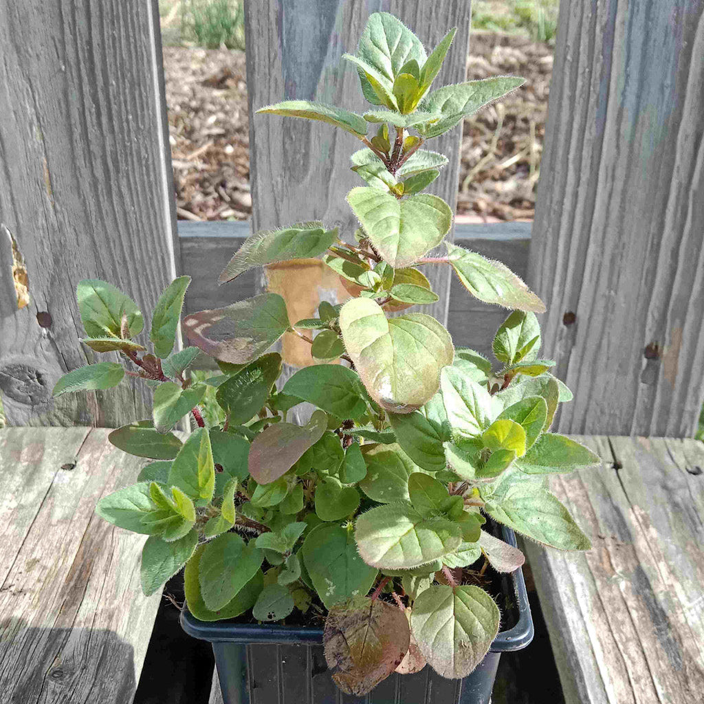 Origan marjolaine vivace