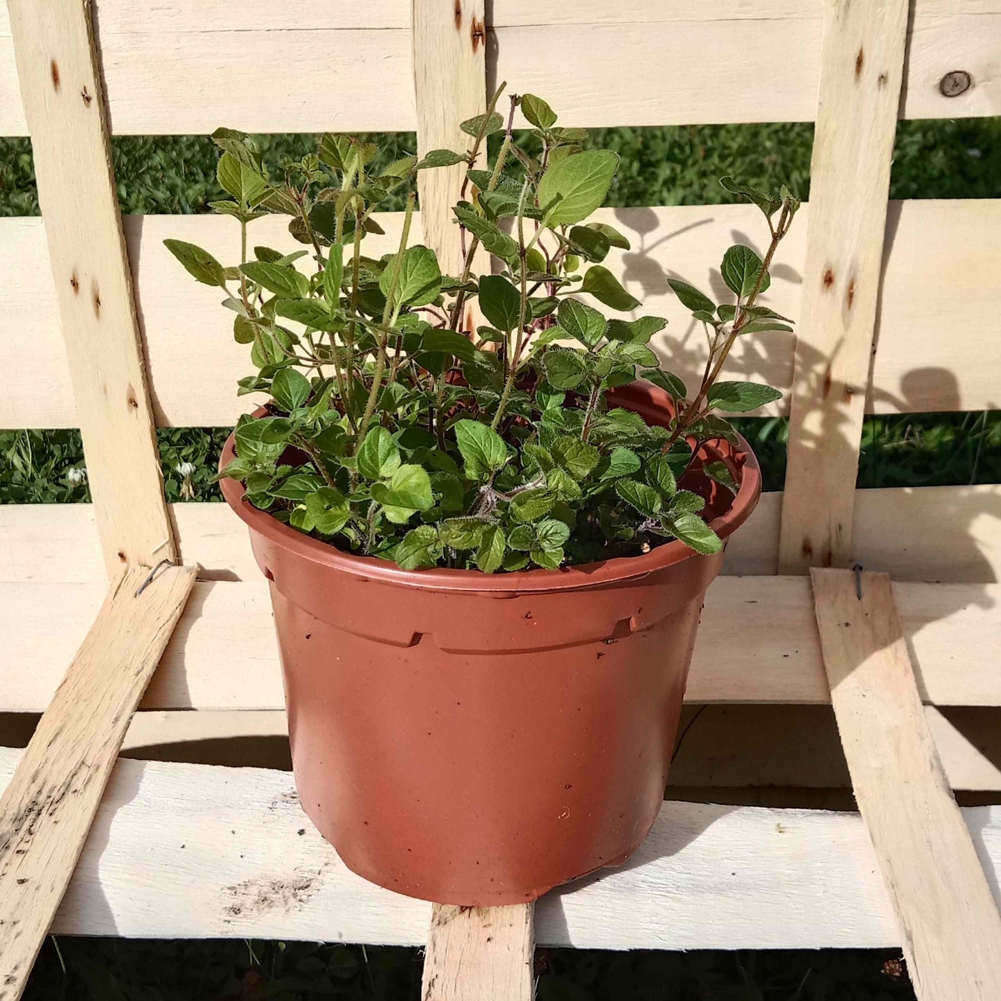 Origan marjolaine vivace