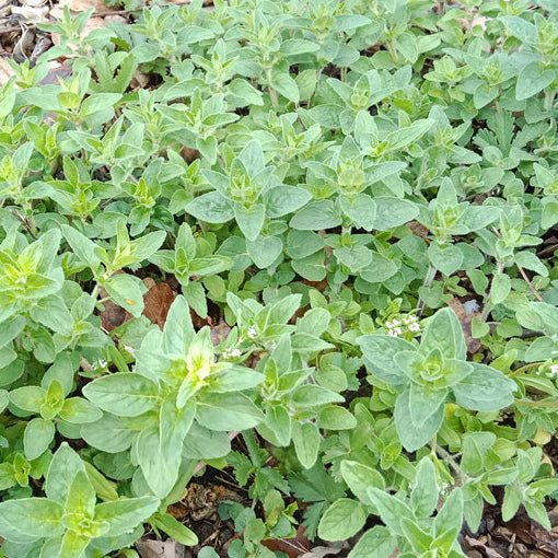 Origan marjolaine vivace