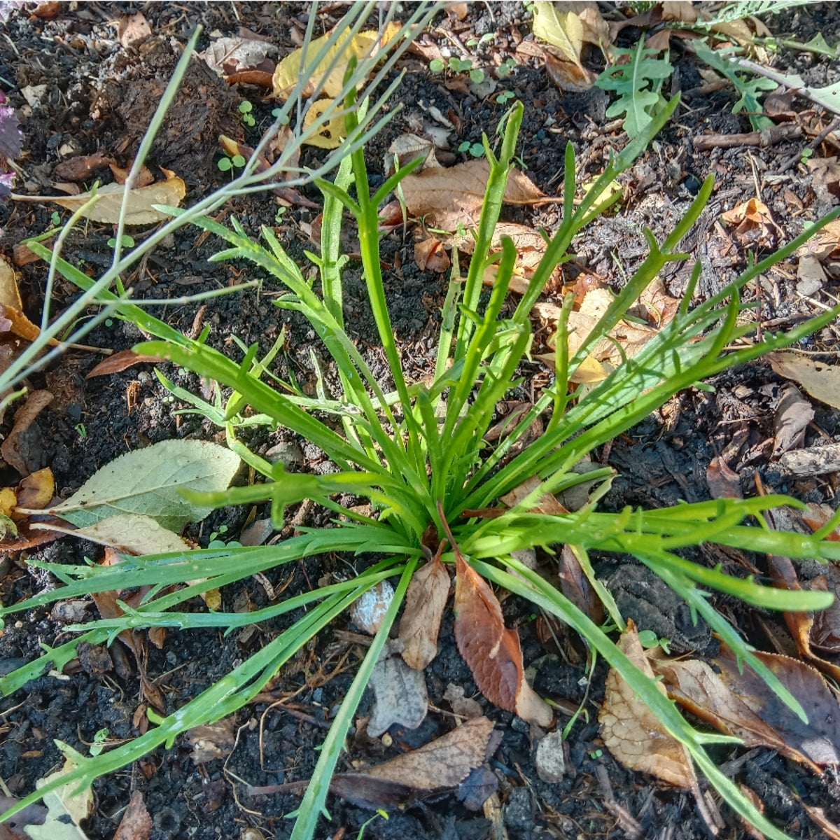 Plantain corne de cerf