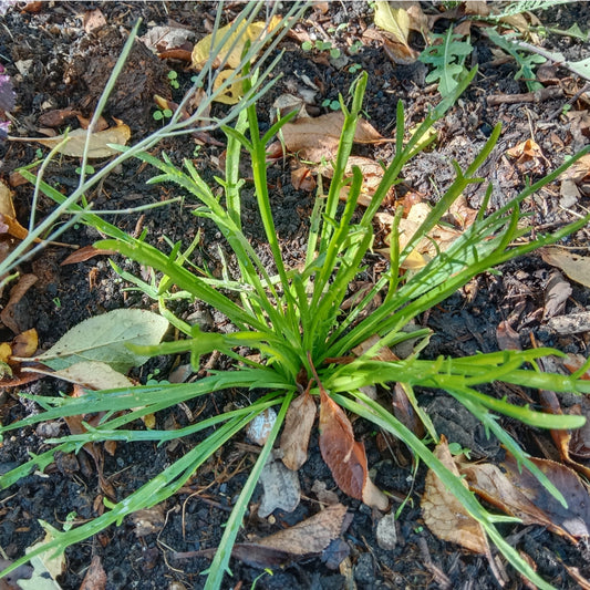 Plantain corne de cerf