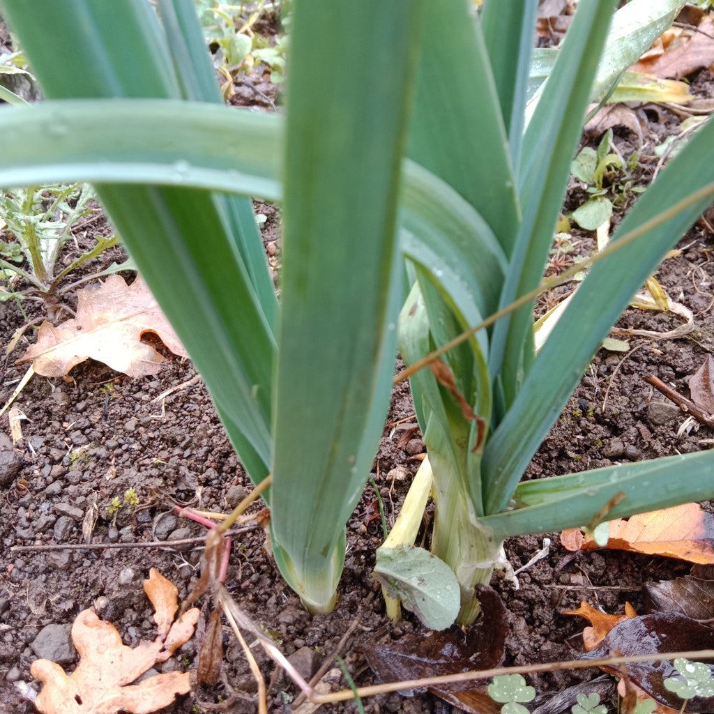 Poireau grex bleu vert
