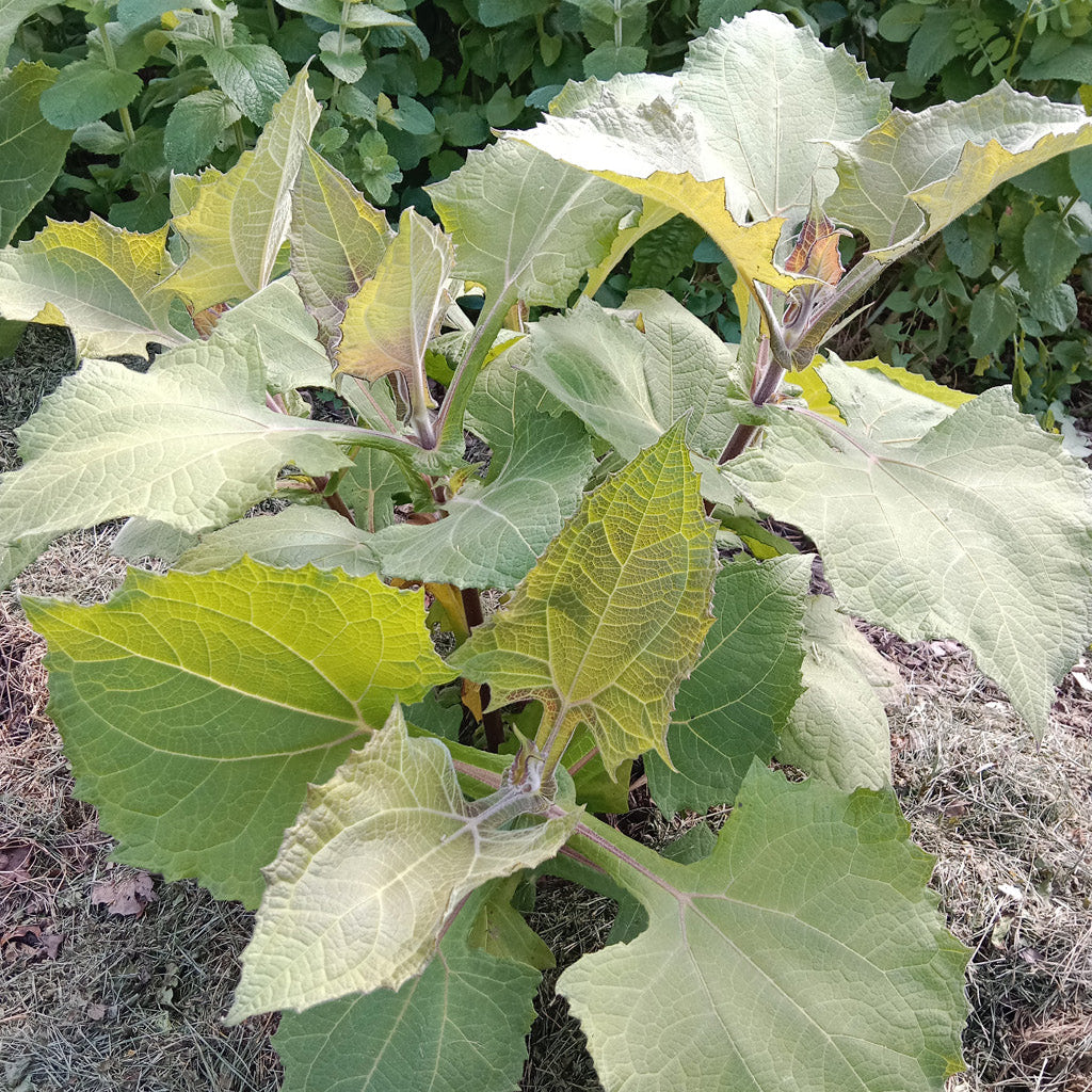Poire de terre - Yacon