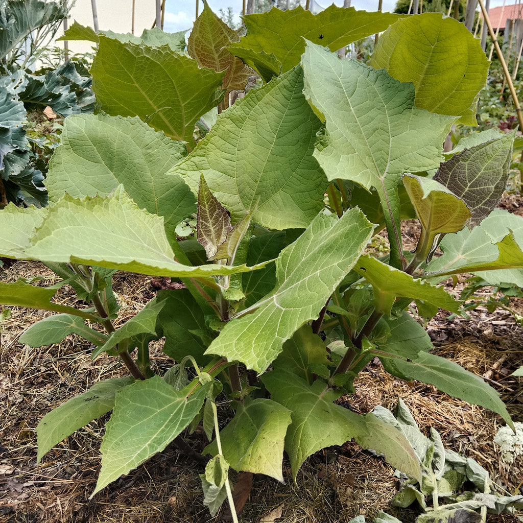 Poire de terre - Yacon