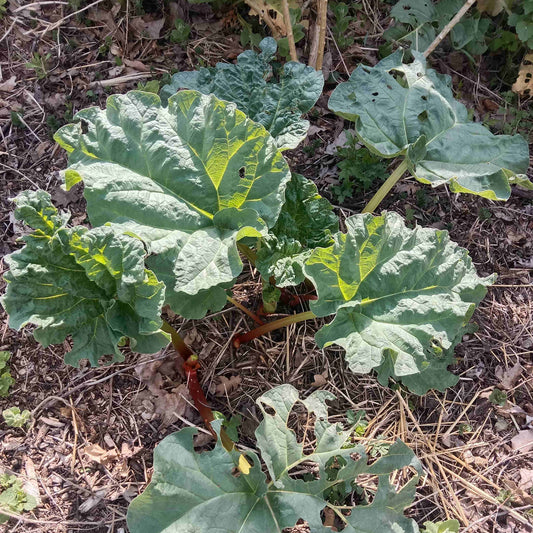 Rhubarbe Victoria