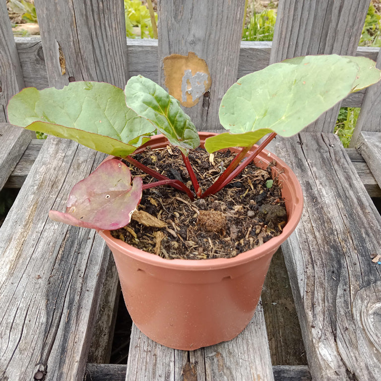 Rhubarbe Victoria