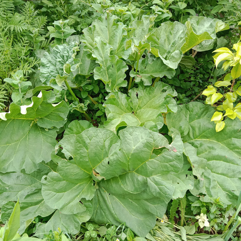 Rhubarbe Victoria