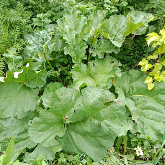 Rhubarbe Victoria