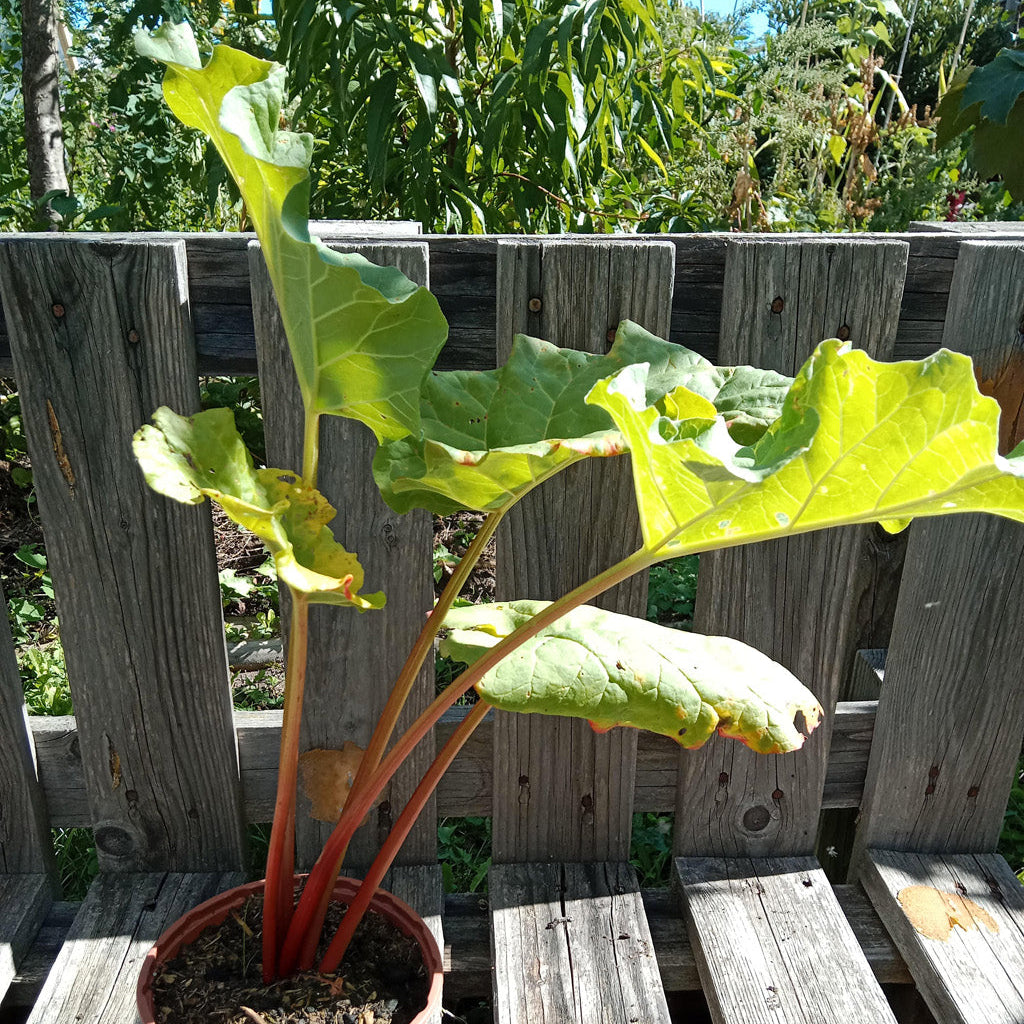 Rhubarbe Victoria