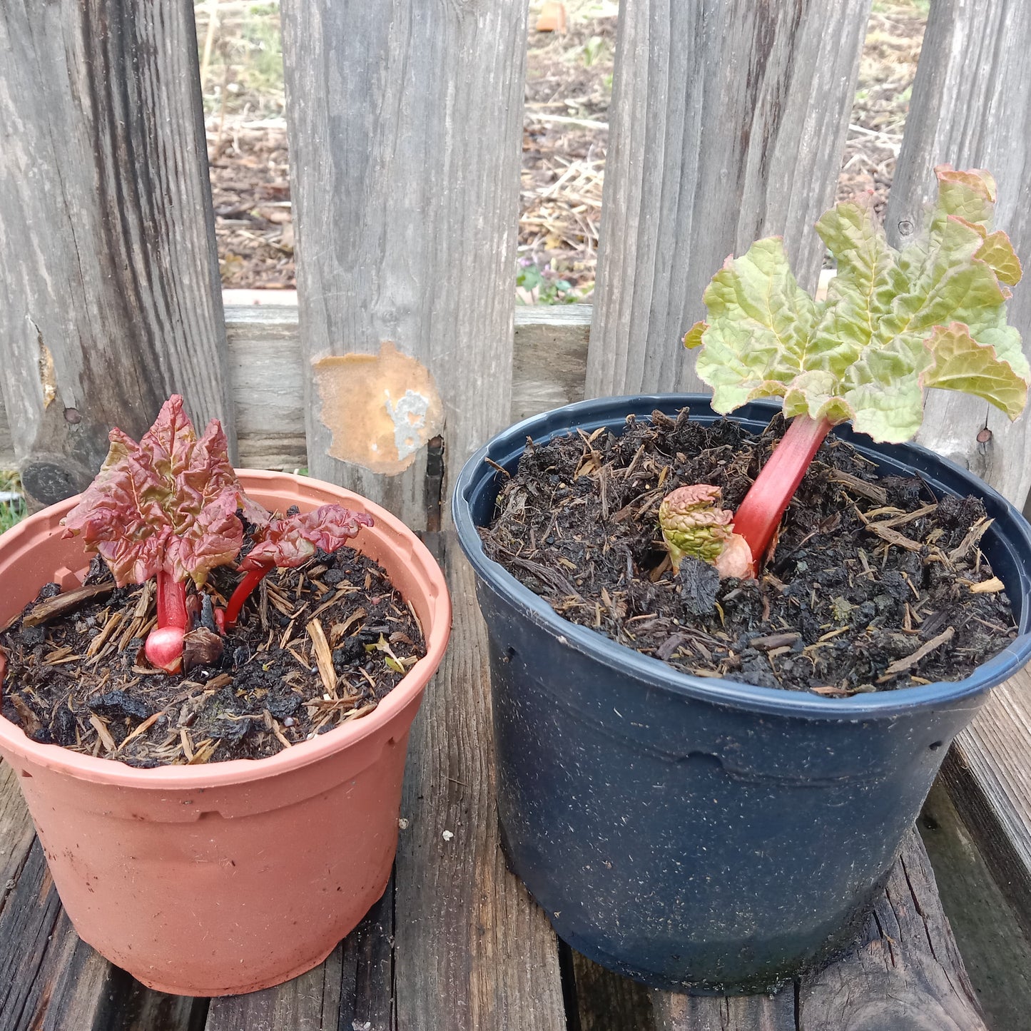 Rhubarbe Victoria