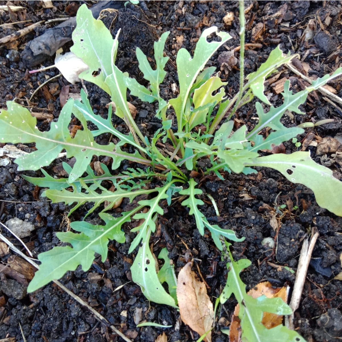 Roquette vivace - roquette wasabi
