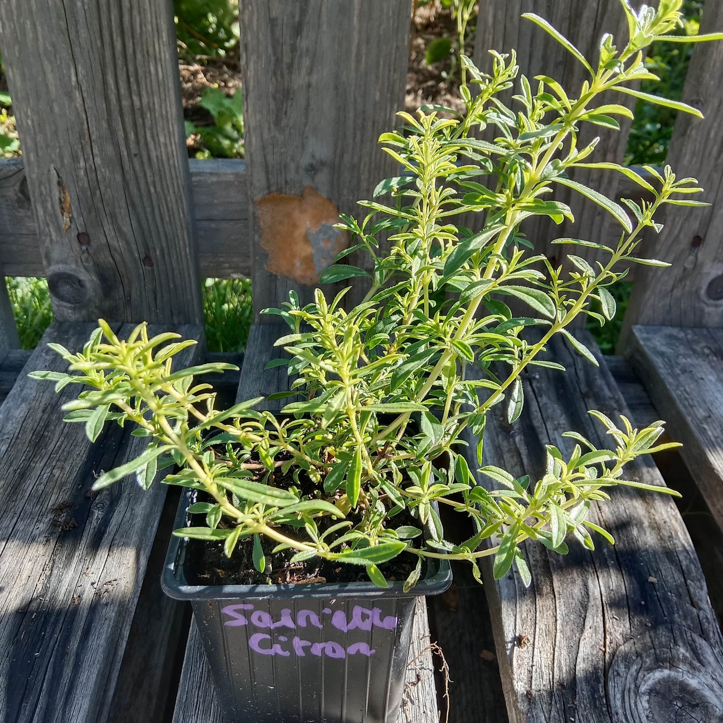 Sarriette vivace citronnée