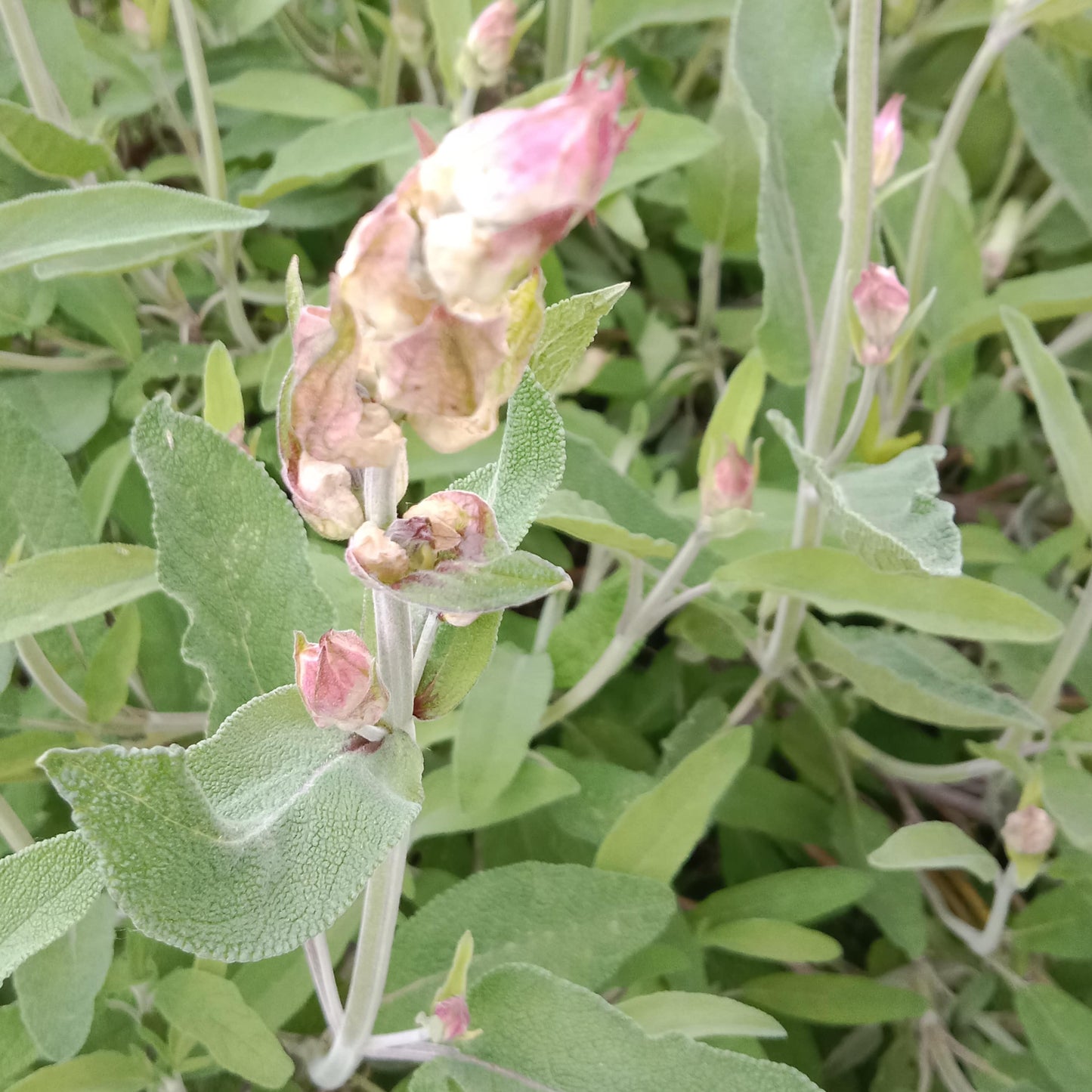 Sauge officinale
