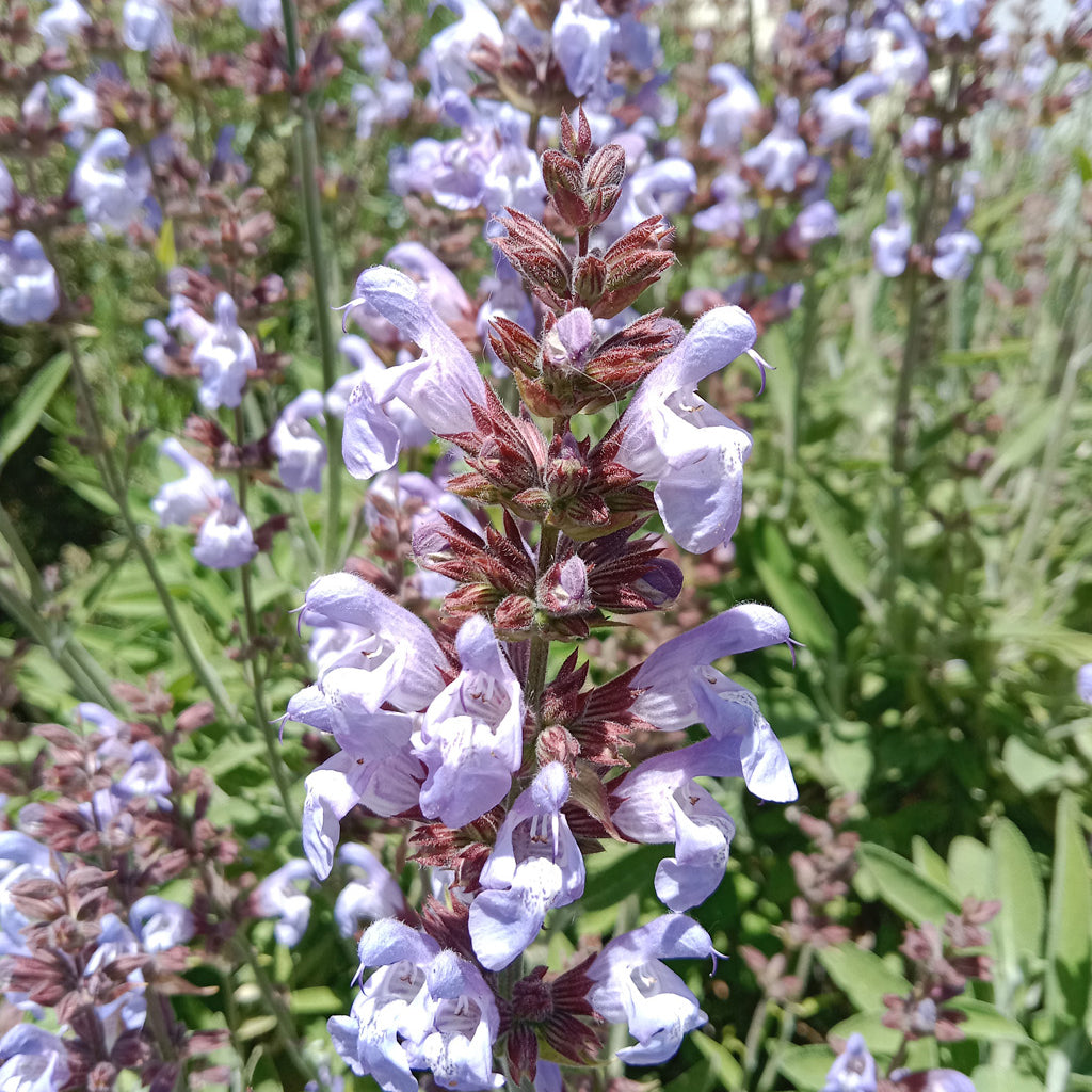 Sauge officinale