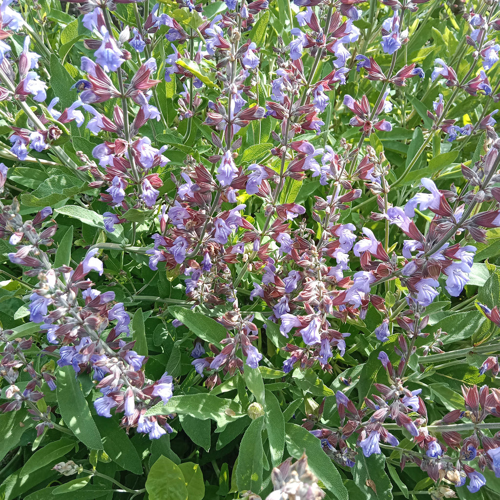 Sauge officinale