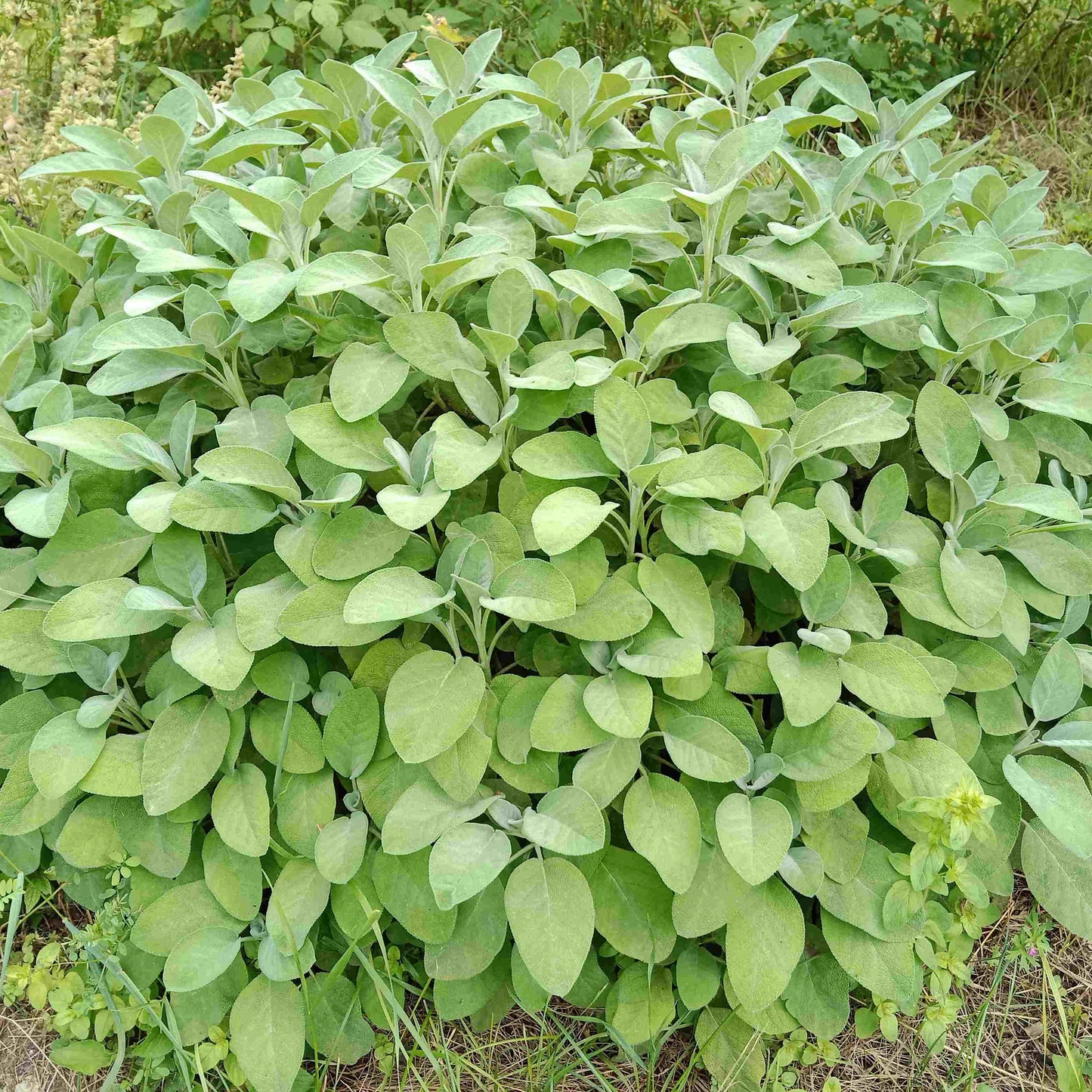 Sauge officinale à grandes feuilles