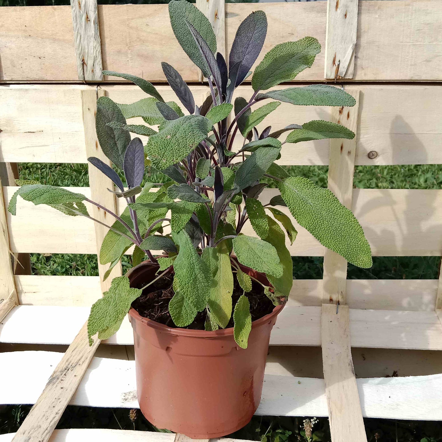 Sauge officinale pourpre