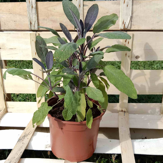 Sauge officinale pourpre