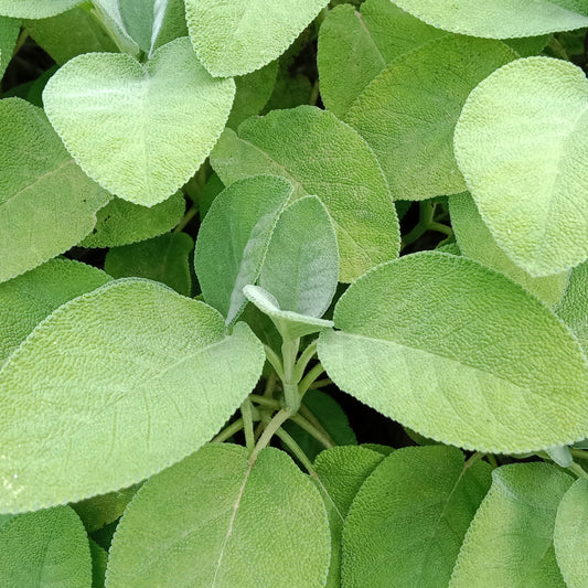 Sauge officinale à grandes feuilles