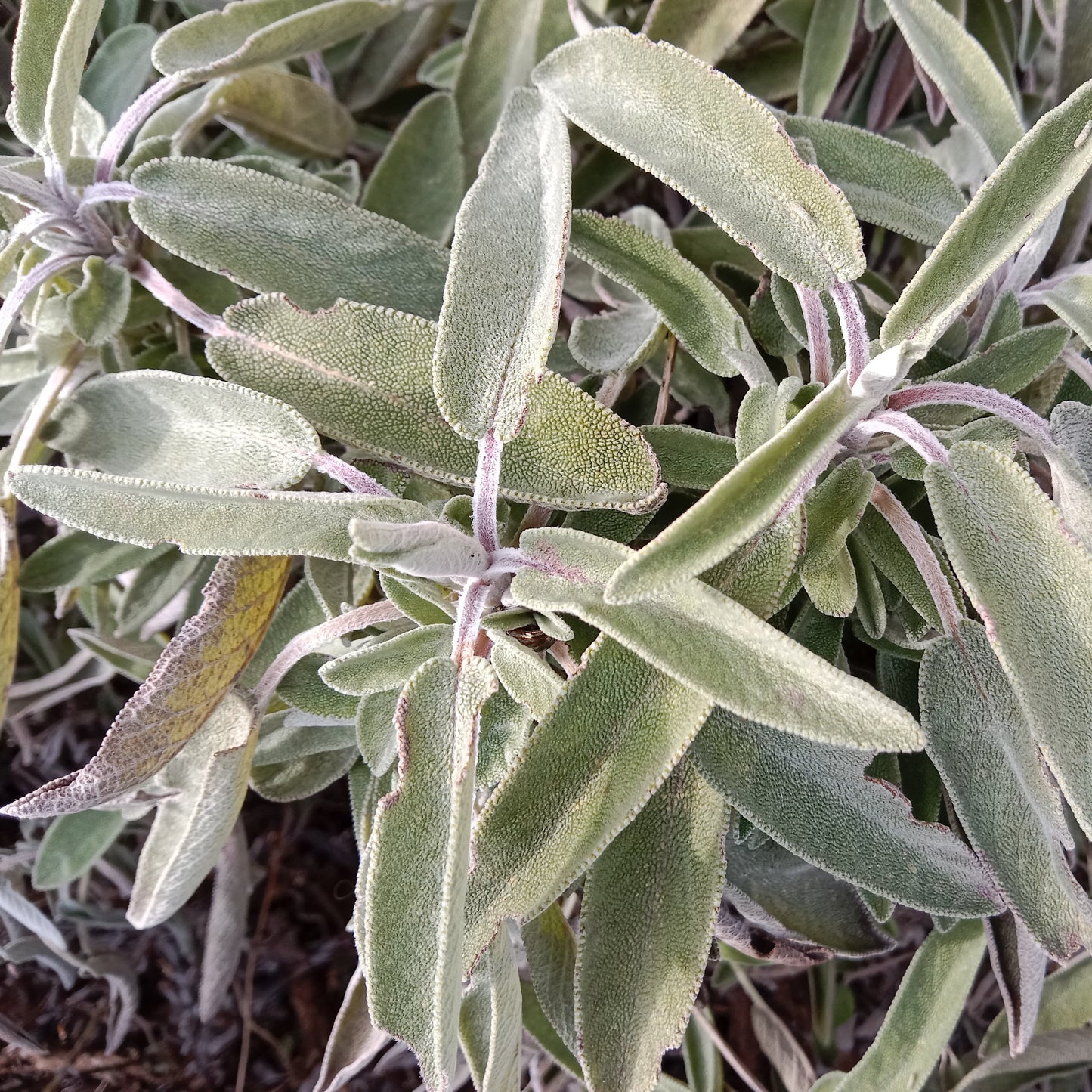 Sauge officinale