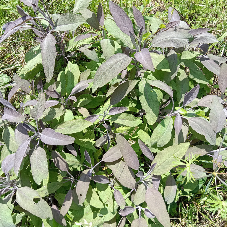 Sauge officinale pourpre