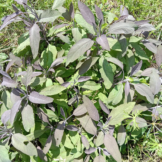 Sauge officinale pourpre