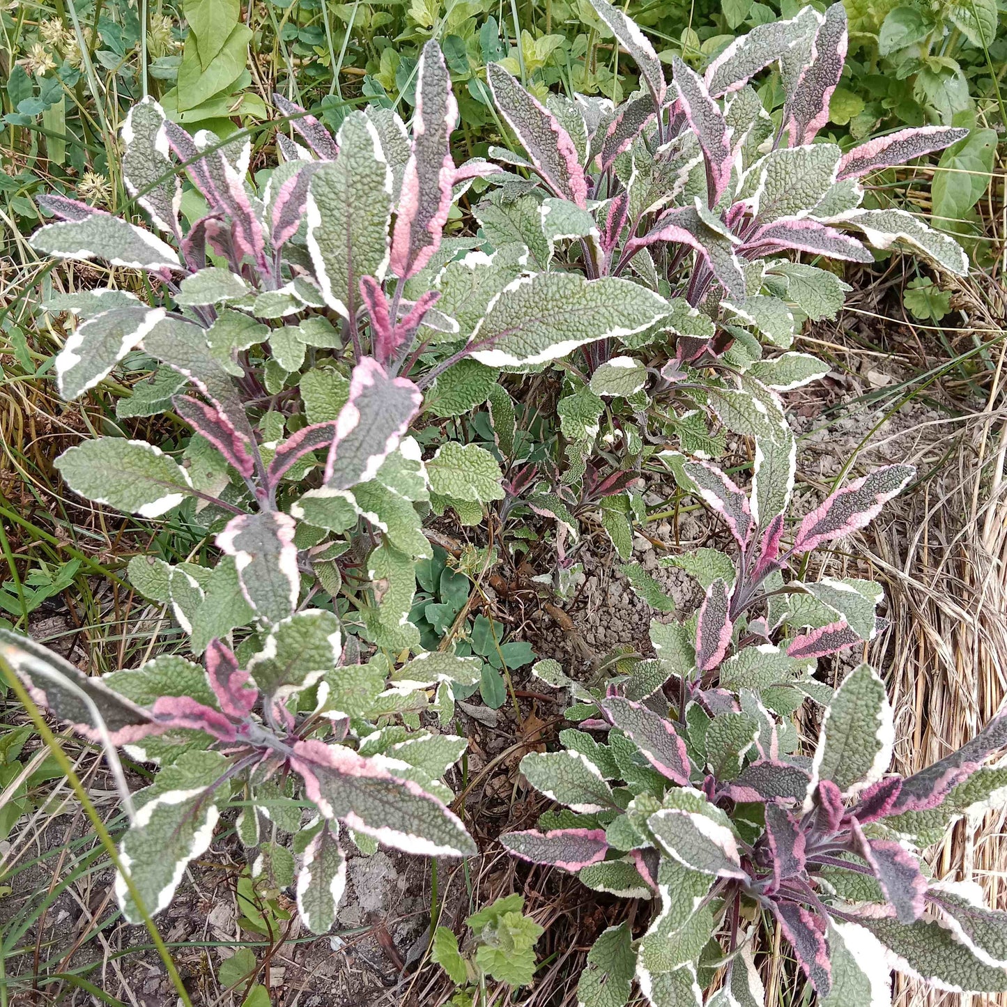 Sauge officinale tricolore