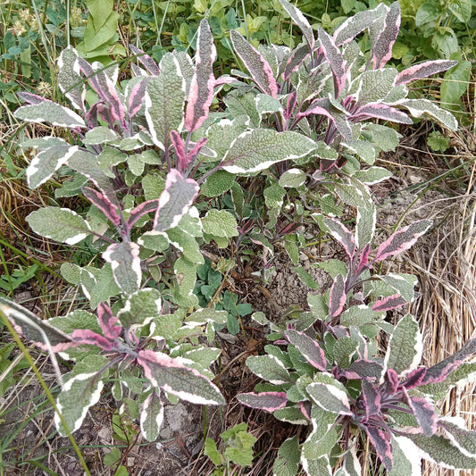 Sauge officinale tricolore